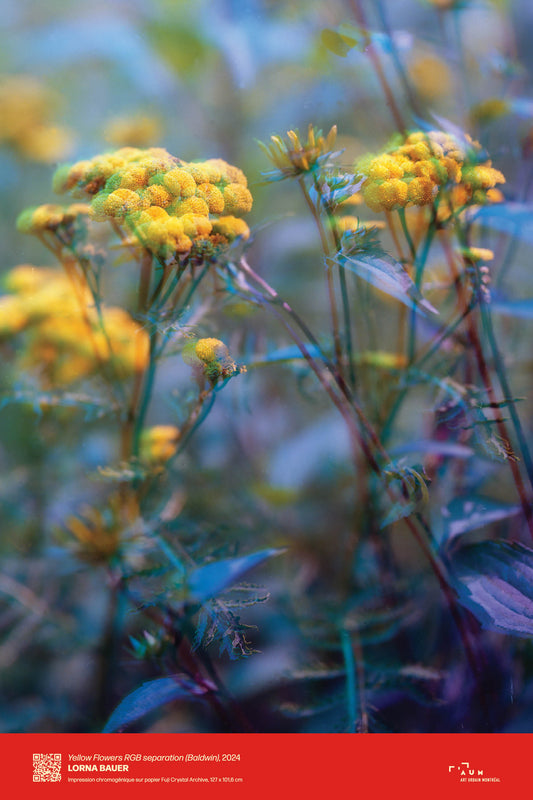 Yellow Flowers RGB separation (Baldwin)